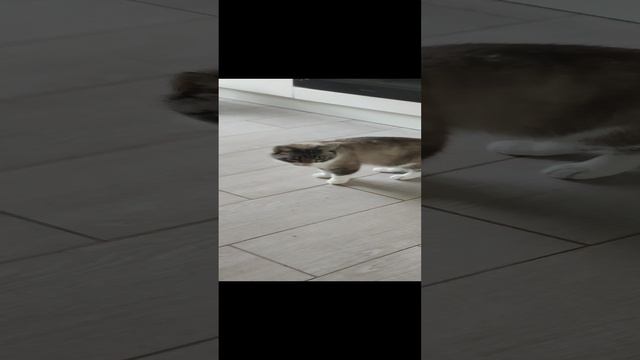 мася и мотя
