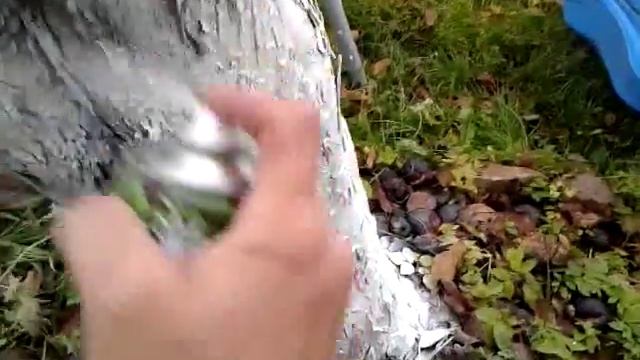 Аэрозольная побелка яблони осенью, температура +5