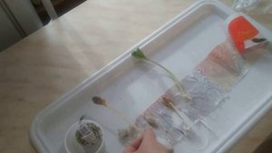 ТЫКВА: Проверка семян тыквы на всхожесть.