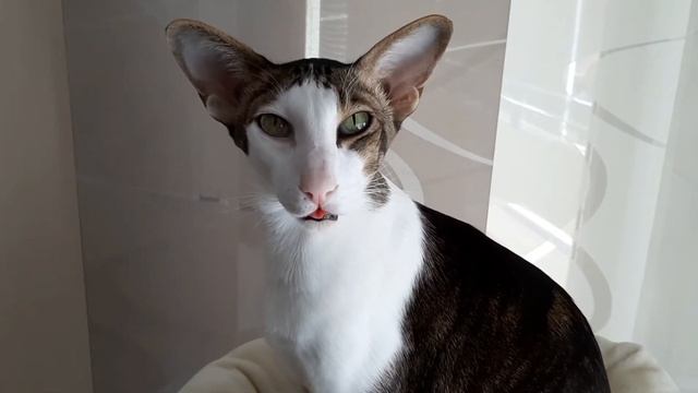 Ориентальный кот борется со сном, а его язык ушёл гулять?| Oriental Sleepy Cat And His Tongue