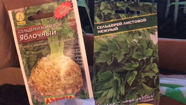 Выращивание  корневого сельдерея (самый простой способ)