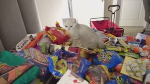 МНОГО КОНФЕТ, МАЛЕНЬКАЯ КОШЕЧКА