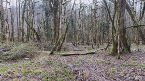 Sounds of forest rain in early spring, birds singing to relieve fatigue.