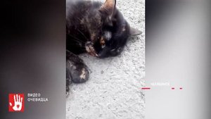 Живодеры выкинули кота из окна жилого дома. Животное упало прямо на асфальт