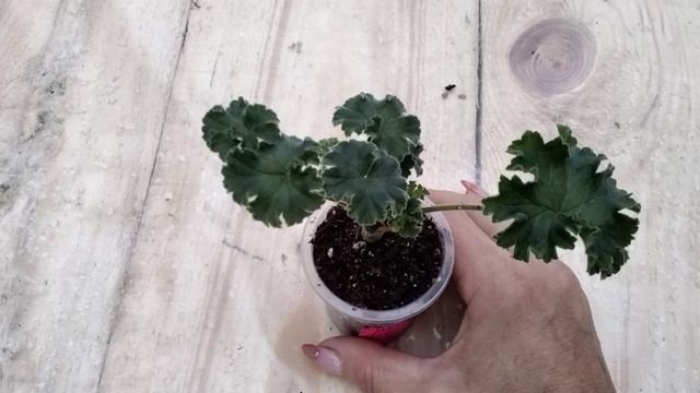 #227.Поэтапное выращивание черенка зонартика!
