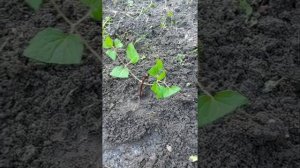 Размножение клематиса черенками