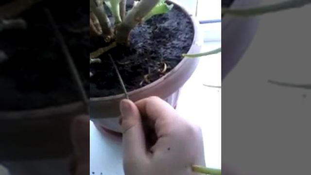 2-мини обзор аалое смотреть онлайн