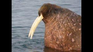 Walruses of Svalbard, Norway