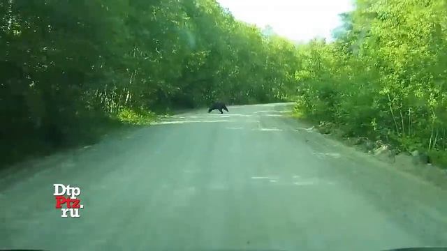 Мишка на дороге смотреть онлайн