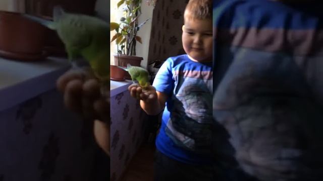 На что способен обычный волнистый попугай? смотреть онлайн