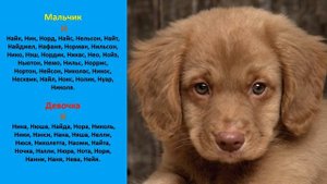 Как назвать собаку. Как выбрать имя собаке или щенку. Клички собак.