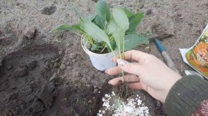 Что нужно класть в лунку при посадке капусты. Высаживаю рассаду поздней капусты.