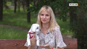 Мальтийская болонка. Особенности содержания