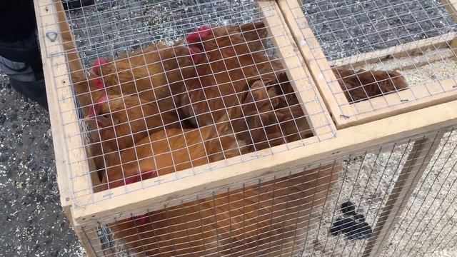 Ярмарка голубей г. Кривой Рог 27.01.2024. Ч.1 смотреть онлайн