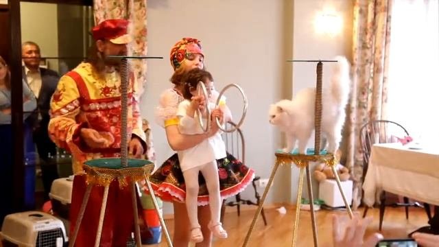 Дрессированные кошки цирк шоу кошек дрессированные животные Москва  89015052158
