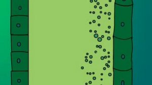 АУКСИНЫ И ФОТОТРОПИЗМ