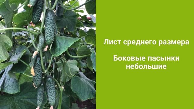 Илонара RZ F1 - новинка огурца корнишона плёночного сегмента от компании Райк Цваан