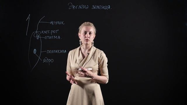 Биология 7 класс : Эвглена зеленая смотреть онлайн
