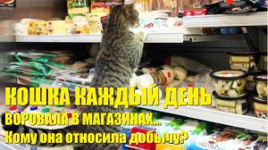 Кошка воровала еду в магазинах и ей почему-то разрешали это делать