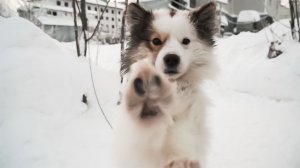 Ненецкие оленегонные лайки | Ялэмдад нумгы