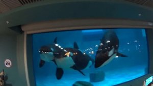 Касатки в Москвариуме