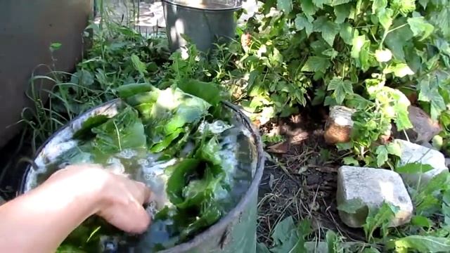 Бесплатное удобрение и его применение.