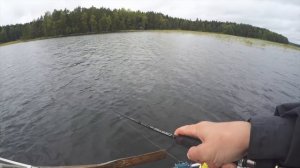 Бешеный клёв окуня осенью. Ловля на поппер и резину. Ловля на луде и на границе тростника.