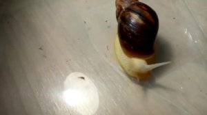 Какой грунт ЗАПРЕЩЁН Улиткам Ахатина? А какой можно?