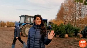 Выкопка крупномеров в "Питомнике Савватеевых" (осень 2020)