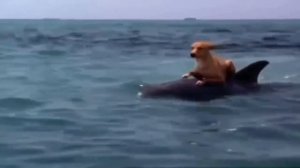 Дельфин и собака ...... Настоящая дружба!