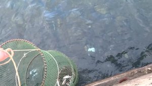 рыбалка на Большом Утрише Смарида ( Бубырь ) 26 ноября 2018