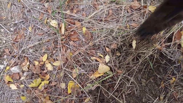 необычные находки с металлоискателем, древние находки в земли странные находки под землёй 2023 года