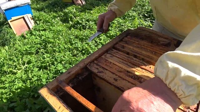 Как Правильно Закормить Пчёл на зиму Сахарным Сиропом. смотреть онлайн