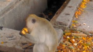 Обезьянка отобрала банан, они не ждут пока им их дадут, а выхватывают из рук.