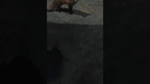 В Мире Животных Лиса и человек