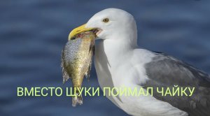 ПОЙМАЛ ЧАЙКУ на живца.Второй день рыбалки.Щука на карася.#14