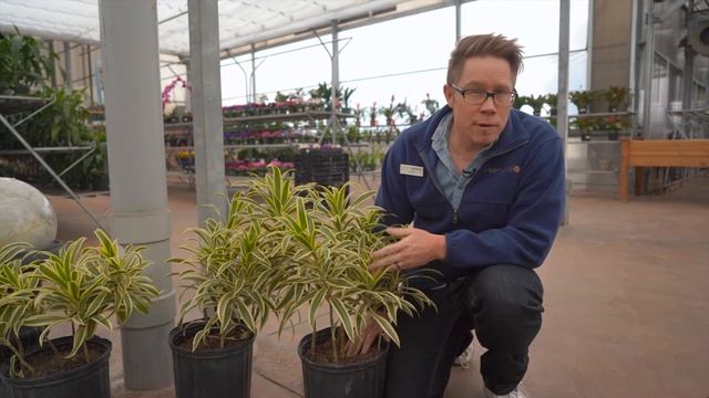 Dracaena Song of India @ greengate Garden Centres смотреть онлайн