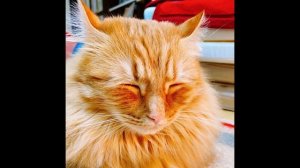 Кинкалоу: история происхождения породы