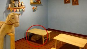ТЕСТ НА ХИЩНИКА — НАЙДИ КОТА! Найди кота на фото | БУДЬ В КУРСЕ TV