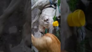 Питбуль помесь с алабаем знакомство с суженной