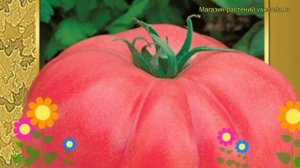 Томат Гигант Новикова. Краткий обзор, описание характеристик, где купить семена solanum lycopersicu