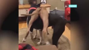 Приколы с собаками. Смешные собаки. Эпичные животные. Веселая подборка 2023