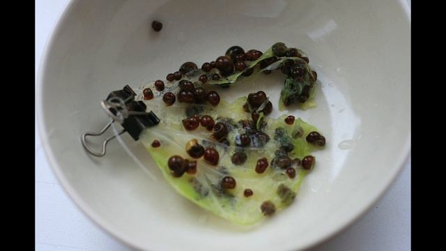 Как избавиться от улиток катушек смотреть онлайн