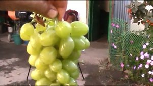 Консервация белого винограда с сахаром .