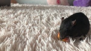 Можно ли крысам мясо? ?