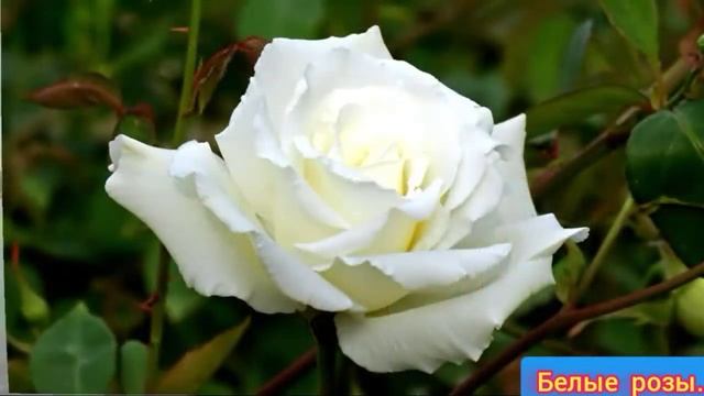 @ Памяти Юры Шатунова Белые розы... смотреть онлайн