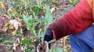 Finding Wild Edible Plants in Cities