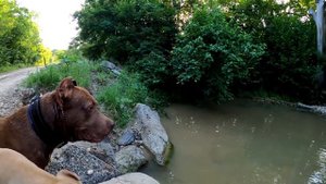 Первая прогулка Кими со Спайком на балку. Прыжки питбуля/прыжки в воду.