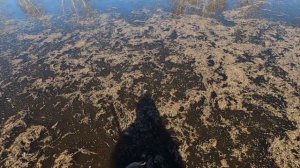 Охота на Чирков | Охота с чучелами | Охота с братом Весной