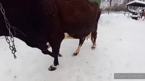 КОРОВЫ на выгуле/ С козами справляюсь, А коров БОЮСЬ? Дорогое СЕНО/ ОБМАН/